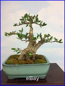 Specimen Sumo Olive Shohin Bonsai Tree Fantastic Tree