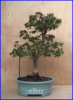 Specimen Trident Maple Bonsai Tree Big Thick Trunk Small Leaves Nice Nebari