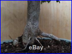 Specimen Trident Maple Bonsai Tree Big Thick Trunk Small Leaves Nice Nebari