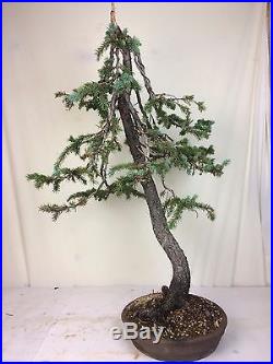 Specimen Yamadori Engelmann Spruce Bonsai Tree Collected! 80 Years Old
