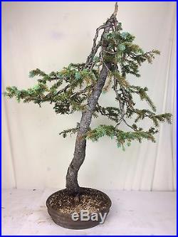 Specimen Yamadori Engelmann Spruce Bonsai Tree Collected! 80 Years Old