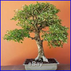 Specimen campeche (Haematoxylum campechianum) bonsai