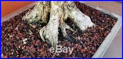 Specimen campeche (Haematoxylum campechianum) bonsai