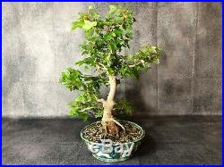 Specimen imported very health and strong Trident Maple Bonsai (No Reserve)