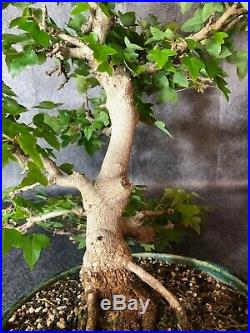 Specimen imported very health and strong Trident Maple Bonsai (No Reserve)