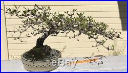 Spiny Black Olive (Bucida spinosa =molinetti) Bonsai