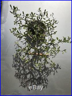 Spiny Black Olive (Bucida spinosa =molinetti) Bonsai