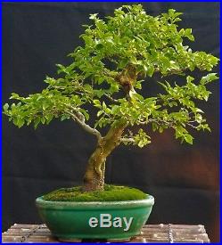 Spiny hackberry bonsai Celtis spinosa Tala Medium size