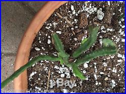 Starfish Cactus 1 Rooted Succulent Plant WYSIWYG Awesome Stapelia