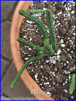 Starfish Cactus 1 Rooted Succulent Plant WYSIWYG Awesome Stapelia