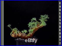 Stunning Sarcocaulon Multifidum Plant / Caudex / Succulent / Bonsai No3