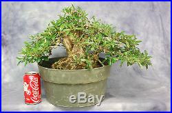 Super sale, Florida Privet bonsai. Styled Tree. Last one