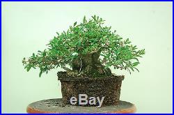 Super sale, Florida Privet bonsai. Styled Tree. Last one