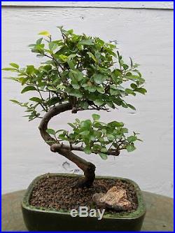 Sweet Plum Bonsai Tree Curved Trunk Style
