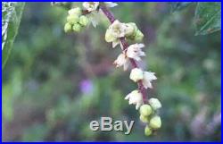 Sweet Plum Bonsai Tree Curved Trunk Style
