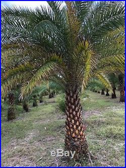 Sylvester Palm Trees for Sale