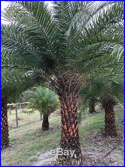 Sylvester Palm Trees for Sale