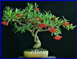 Taiwan Firethorn, Pyracantha koidzumii'Santa Cruz' bonsai medium size