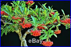 Taiwan Firethorn, Pyracantha koidzumii'Santa Cruz' bonsai medium size