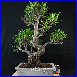 Taiwanese Ficus Chuhin Bonsai Tree Tiger Bark # 3608