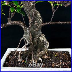 Taiwanese Ficus Chuhin Bonsai Tree Tiger Bark # 4522