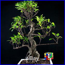 Taiwanese Ficus Chuhin Bonsai Tree Tiger Bark # 4522