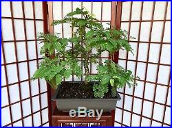 Tamarind Bonsai Aprox 10years Old 16 Tall 1 1/4 Trunk 4 Root