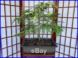 Tamarind Bonsai Aprox 10years Old 16 Tall 1 1/4 Trunk 4 Root