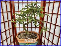 Tamarind Bonsai Tree 5+Years Old Great Trunk Nice Movement 4 Roots Spread