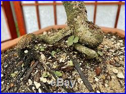 Tamarind Bonsai Tree 5+Years Old Great Trunk Nice Movement 4 Roots Spread