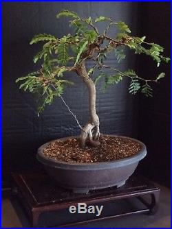 Tamarindus Indica (Tamarind) Tree Bonsai