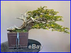 Taxus baccata specimen bonsai 50 cm (19.7)
