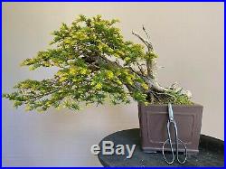 Taxus baccata specimen bonsai 50 cm (19.7)