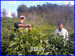 Tea Plants, Green Tea Plants, Camellia sinensis, 6 Plants