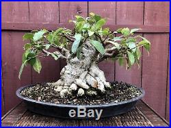 Tigerbark Ficus Bonsai Specimen