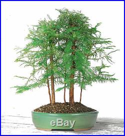 Tree Dawn Redwood Grove Plant Live Outdoor Bonsai 5 Years Old 10 14 Tall