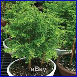 Tree Dawn Redwood Grove Plant Live Outdoor Bonsai 5 Years Old 10 14 Tall