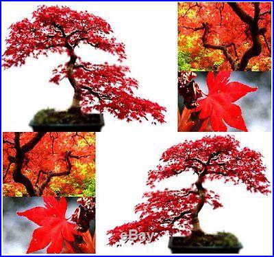 Tree japanese bonsai maple juniper pine rare grafted pre black seeds red dwarf