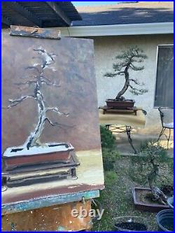 Tribute to Japanese Black Pine at 50+ years