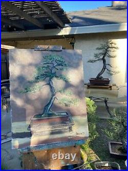 Tribute to Japanese Black Pine at 50+ years