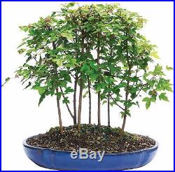 Trident Bonsai Maple Forest 7 Tree Deciduous Outdoor Beautiful Plant 3 Years