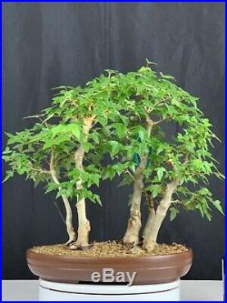 Trident Maple 5 Tree Forest Bonsai