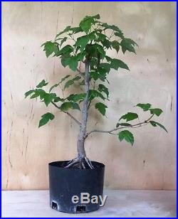 Trident Maple Acer Buergerianum Pre Bonsai Tree Thick Trunk Nebari Evergreen