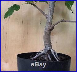 Trident Maple Acer Buergerianum Pre Bonsai Tree Thick Trunk Nebari Evergreen