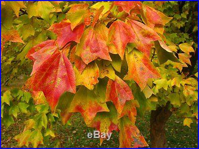 Trident Maple, Acer buergerianum, Tree Seeds (Fall Colors)