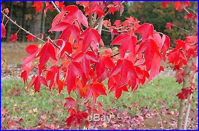 Trident Maple, Acer buergerianum, Tree Seeds (Fall Colors)