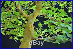 Trident Maple Acer buergerianum bonsai medium to large size