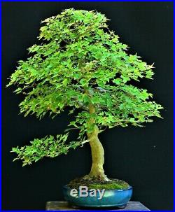 Trident Maple Acer buergerianum bonsai medium to large size