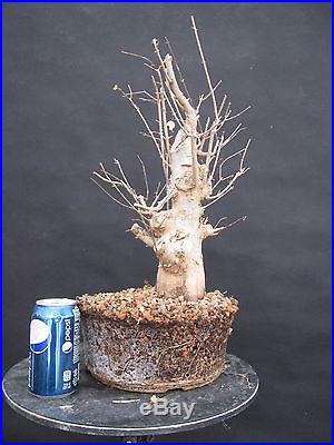 Trident Maple Bonsai 15 tall 3 trunk no reserve Humane Society Fundraiser