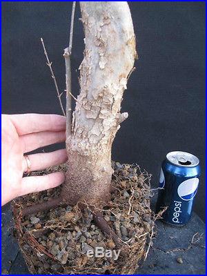 Trident Maple Bonsai 24 tall 2.5 trunk nice flaky bark PENNY START NO RESERVE